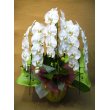 京都府京都市中京区花市商店の花　白胡蝶蘭鉢