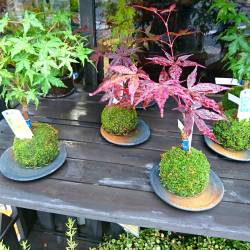 京都府京都市中京区の花屋　花市商店